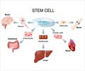 Stem Cell Therapy - Basics Stem Cell Therapy - Basics