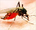 West Nile Virus - Symptoms Diagnosis Treatment Prevention