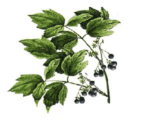 Blue Cohosh - Botanical Angle - Health Benefits - Chemical Aspect