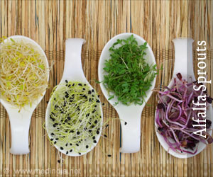 Health Benefits of Alfalfa Sprouts