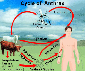 Anthrax - Bacillus - Symptoms - Diagnosis - Treatment - FAQs