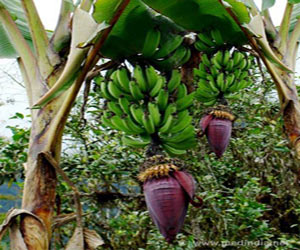 Medicinal Properties of the Banana Plant / Banana Tree