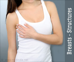 Breasts - Structures and Types