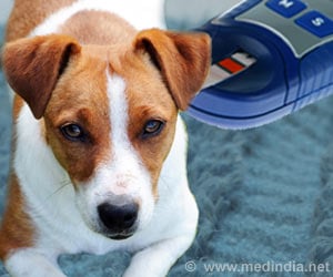 Diabetes in Pets - Symptoms Signs Treatment FAQs