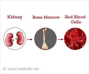 Erythropoietin (EPO) - Facts and Mode of Action