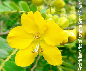 Health Benefits of Avaram Senna Flower