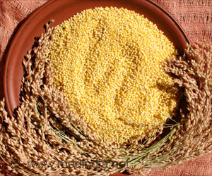 Little Millet - The Immune Boosting Indigenous Grain