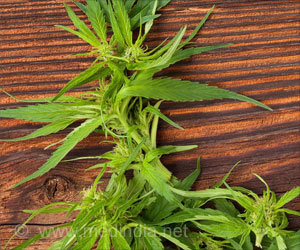 Marijuana - Types, Uses & Adverse effects