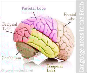 Language Areas in The Brain - About