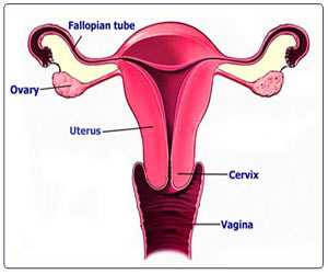 XY Females – Women or Men - Intersex -True Picture