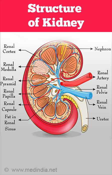 Acute Renal (Kidney) Failure- Causes, Symptoms, Diagnosis, Treatment and  Complications