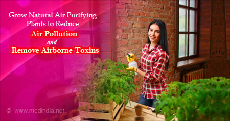 Names of indoor air purifying plants