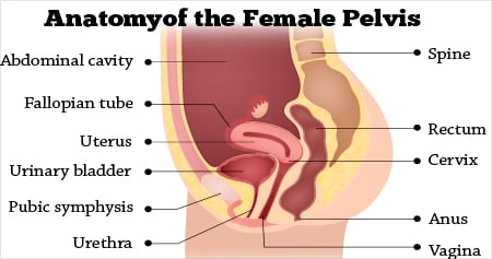 Female pelvic Cavity Diagram