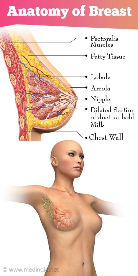 Thoracic wall and breast: normal anatomy