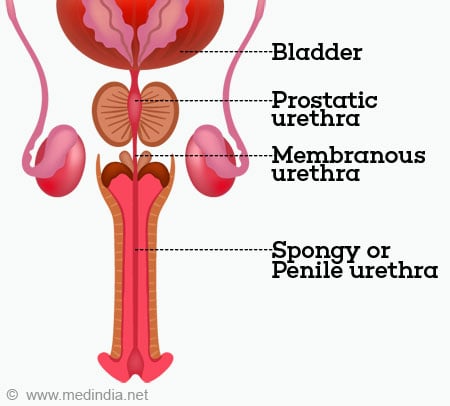 Urethra Urethra: Anatomy,