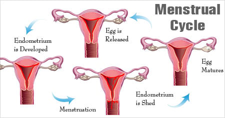 When does the menstrual period of a woman begin and end? The