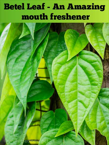 Top 10 Medicinal Benefits of Betel Leaves