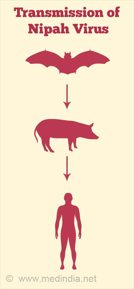 Nipah Virus Niv Hendra Virus Causes Symptoms Consequences Diagnosis Treatment And Prevention