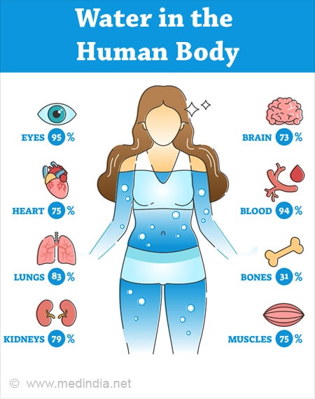 Water In The Humam Body 