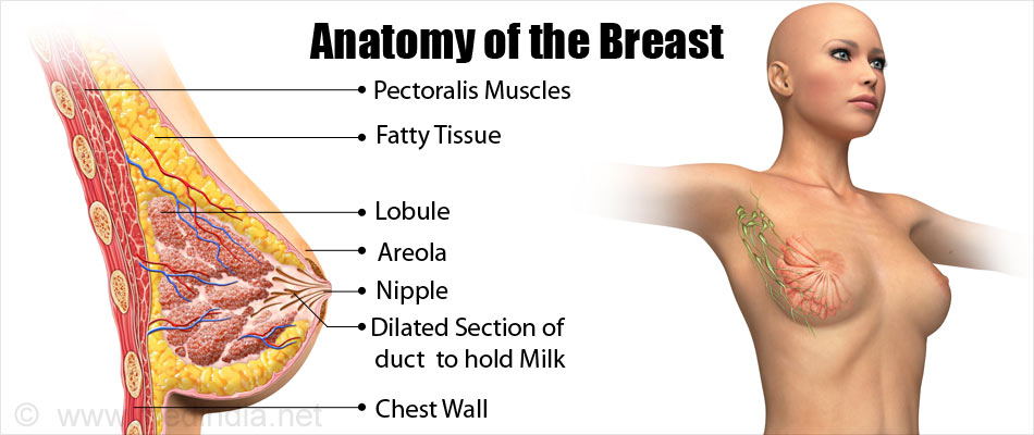 Anatomy of the Breast Anatomy of the Breast