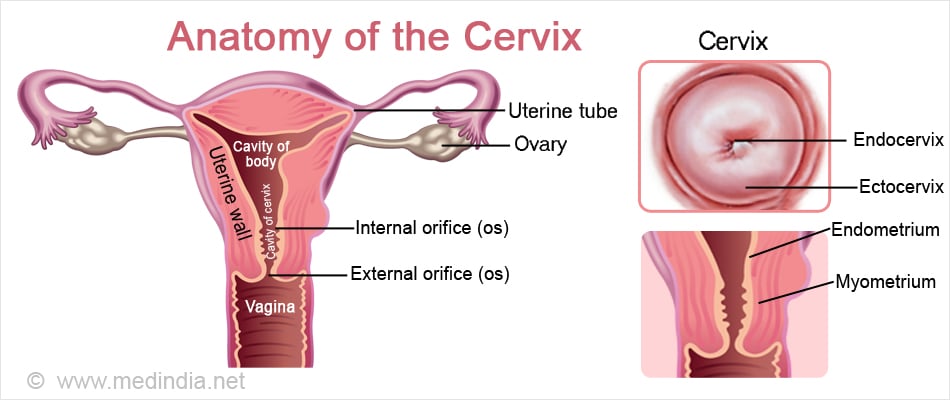 What Is The Function Of A Cervix