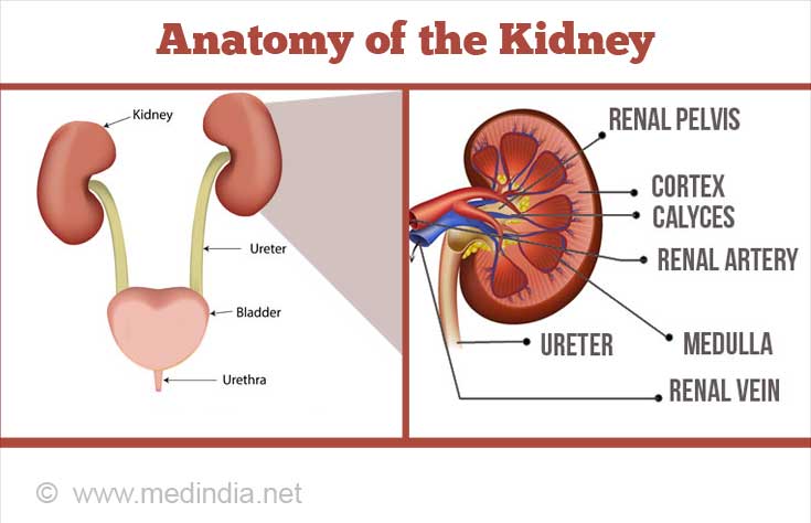 Anatomy of the Kidney Anatomy of the Kidney