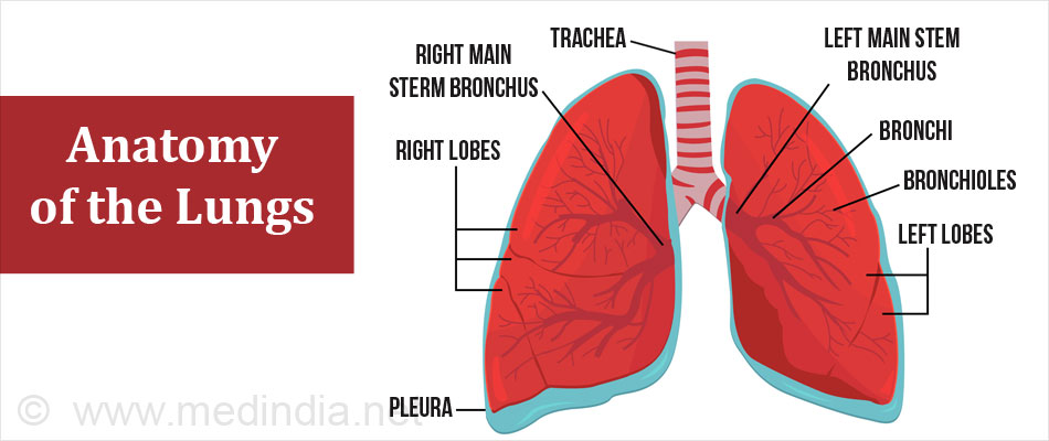 Anatomy of the Lungs Anatomy of the Lungs