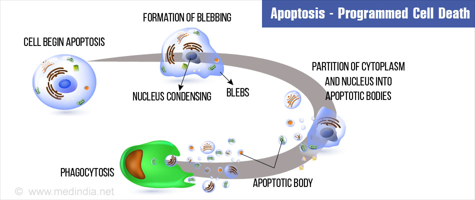 Apoptosis Apoptosis