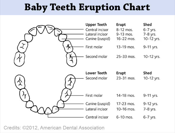 Teething in Babies | Babies First Tooth