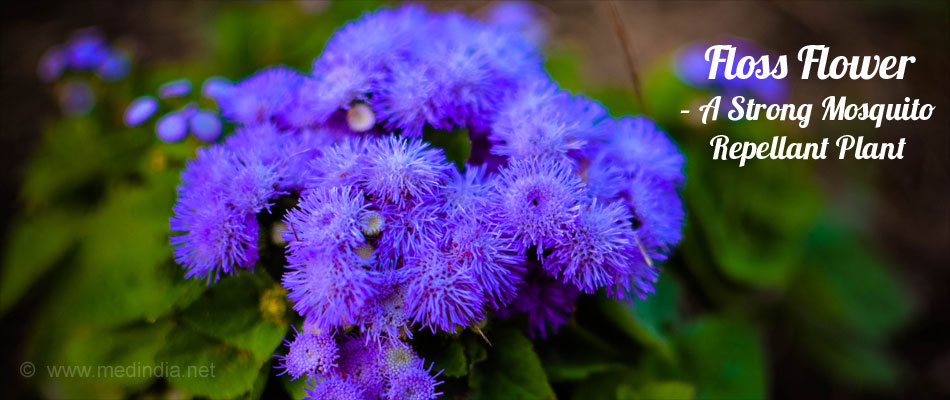 Floss Flower Strong Mosquito Repellant Plant Floss Flower Strong Mosquito Repellant Plant