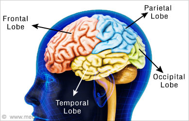 Head Syndrome Lobe Complex Head Syndrome Lobe Complex