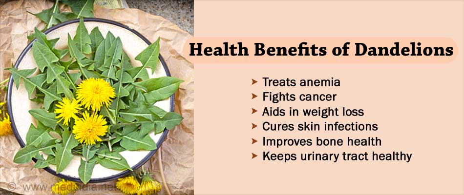 Health Benefits of Dandelion Plant