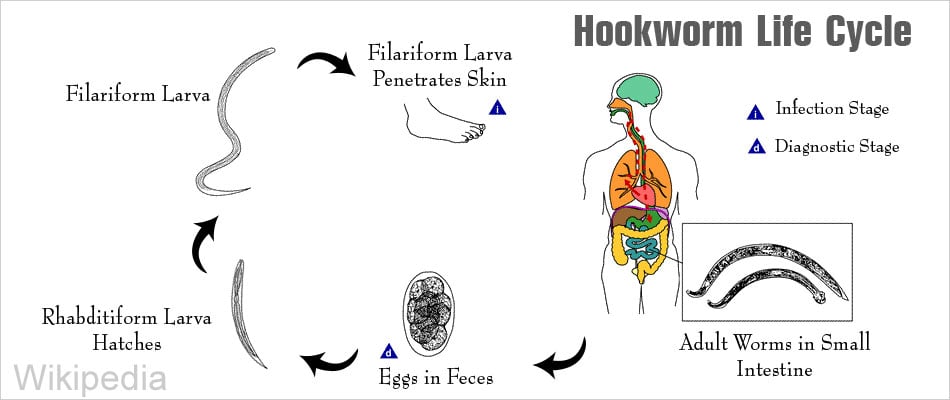 hookworms in human stool