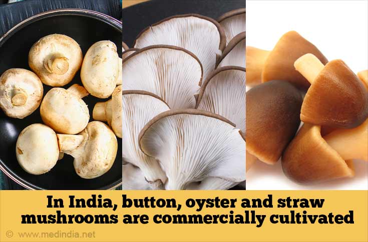 In India, Button, Oyster and Straw Mushrooms are Commercially Cultivated In India, Button, Oyster and Straw Mushrooms are Commercially Cultivated
