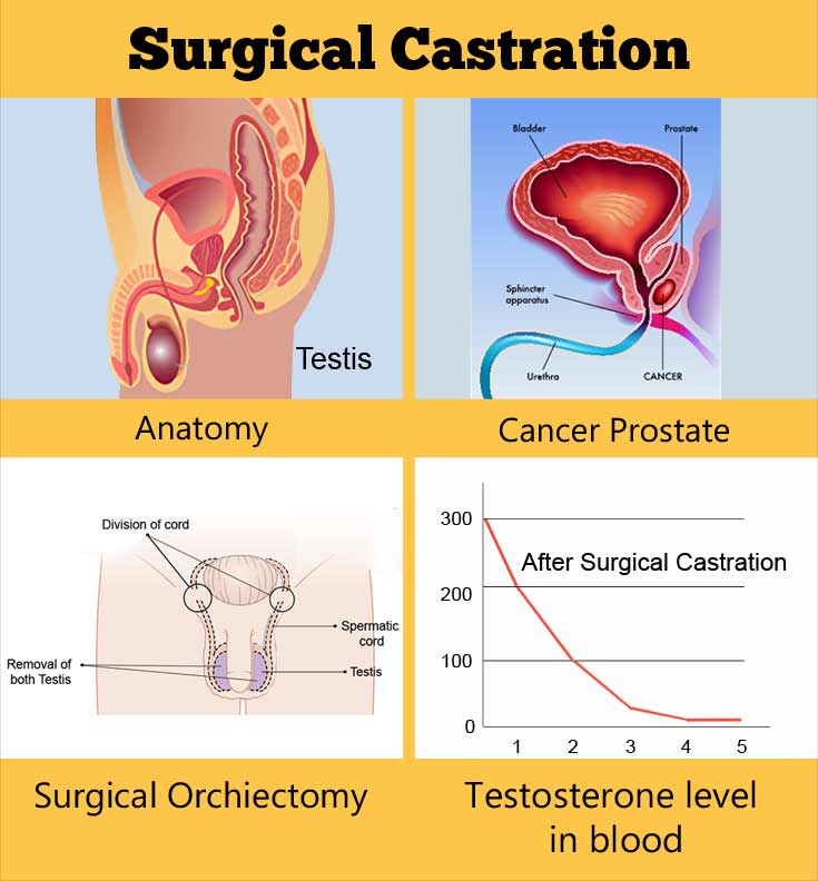 Surgical Castration