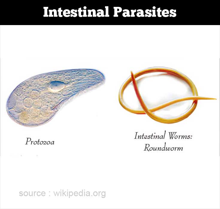 parasite infection symptoms in children