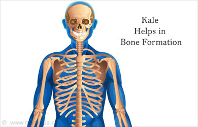 Kale Improves Bone Health Kale Improves Bone Health