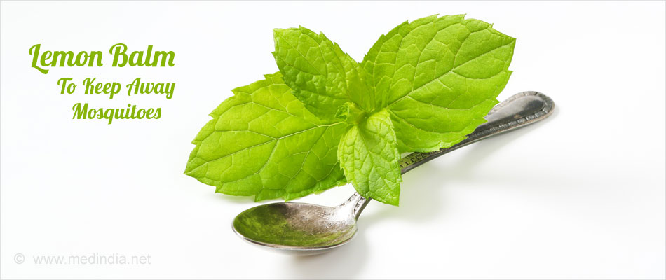 Lemon Balm to Keep Away Mosquiotes Lemon Balm to Keep Away Mosquiotes