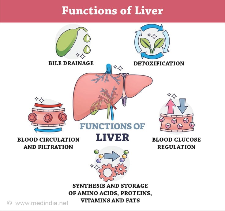 Functions of Liver