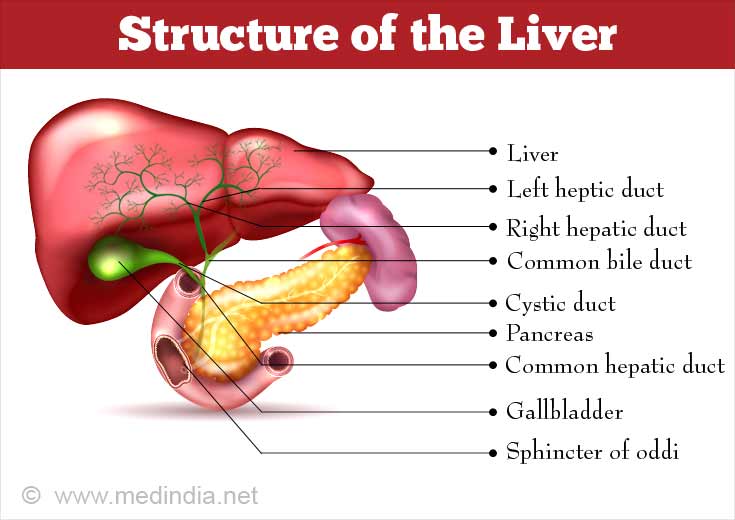 Liver Structure and Function Liver Structure and Function