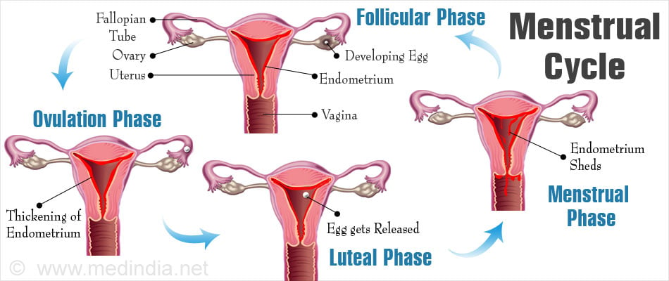 Menstrual Cycle