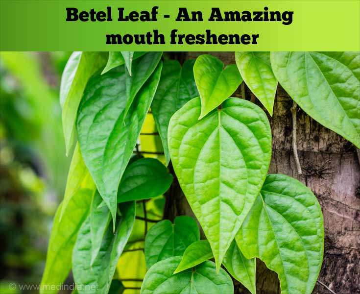 Betel Leaf Medicinal Benefits