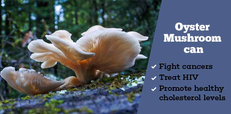 Types of Mushrooms: Oyster Mushroom Types of Mushrooms: Oyster Mushroom