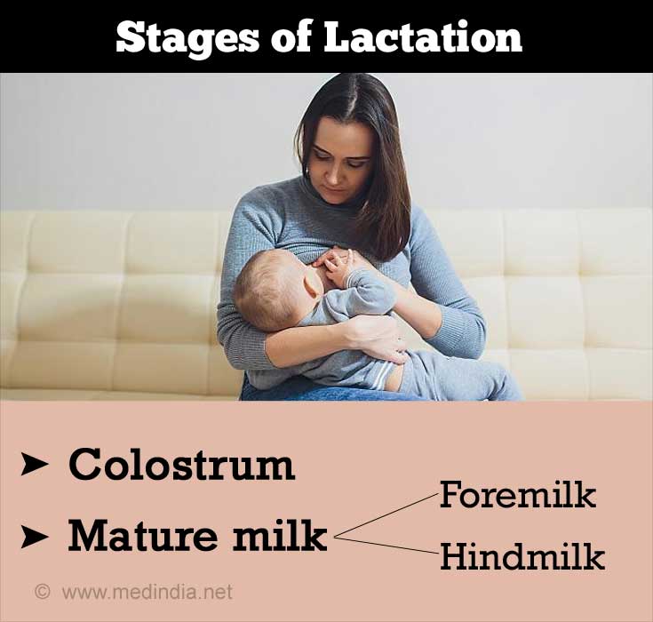 What Are The Different Stages Of Lactation 1660