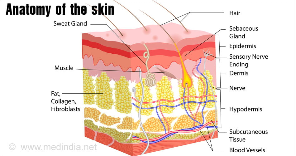 Ten Most Common Skin Disorders