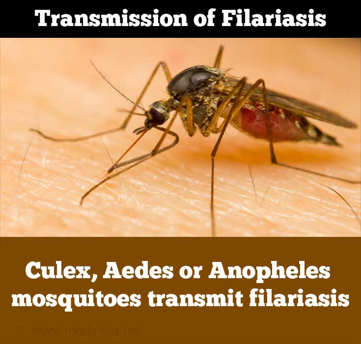 Culex, Aedes or Anopheles Mosquitoes Transmit Filariasis Culex, Aedes or Anopheles Mosquitoes Transmit Filariasis