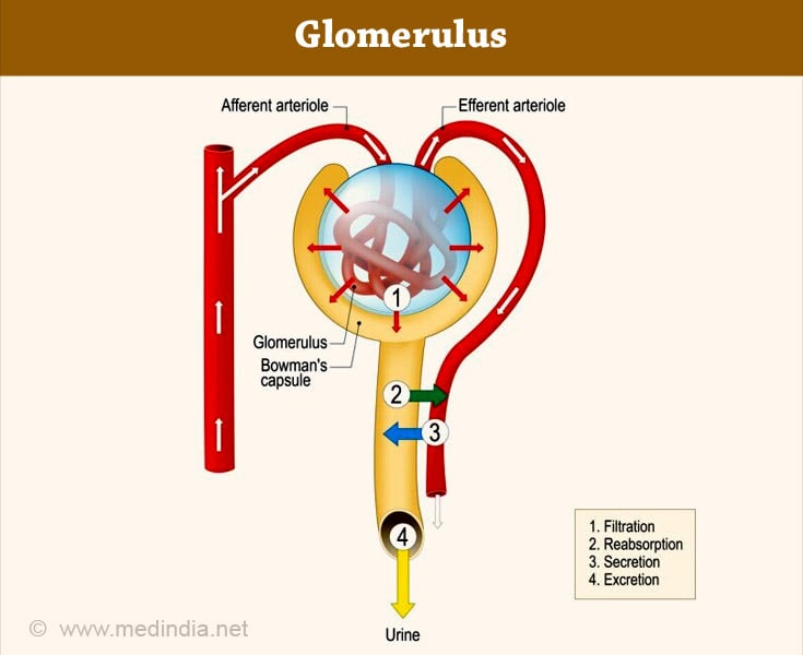 Urine Formation Urine Formation