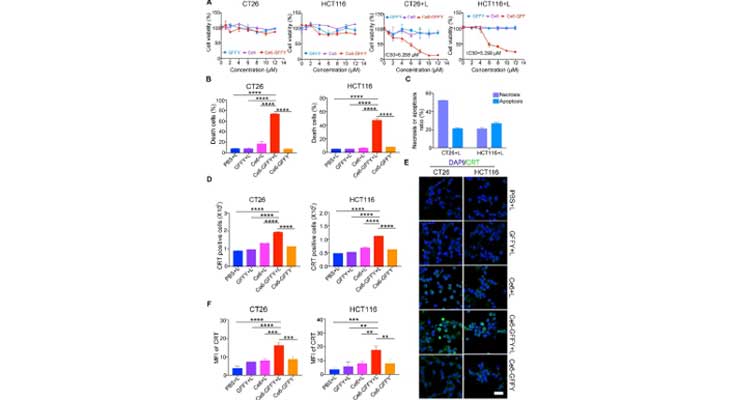 Ce6-GFFY suppresses the proliferation of colorectal cancer cells