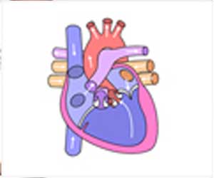 Fontan Procedure - Types, Risks & Complications