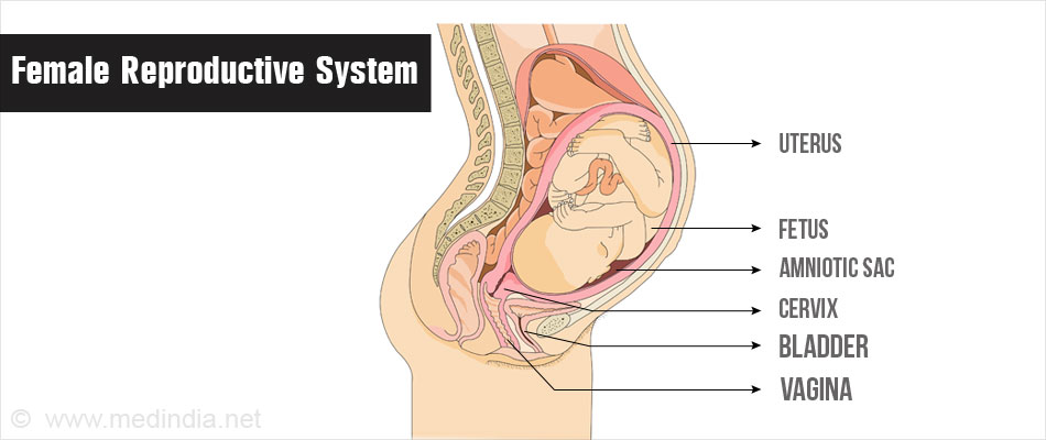Female Reproductive System Female Reproductive System